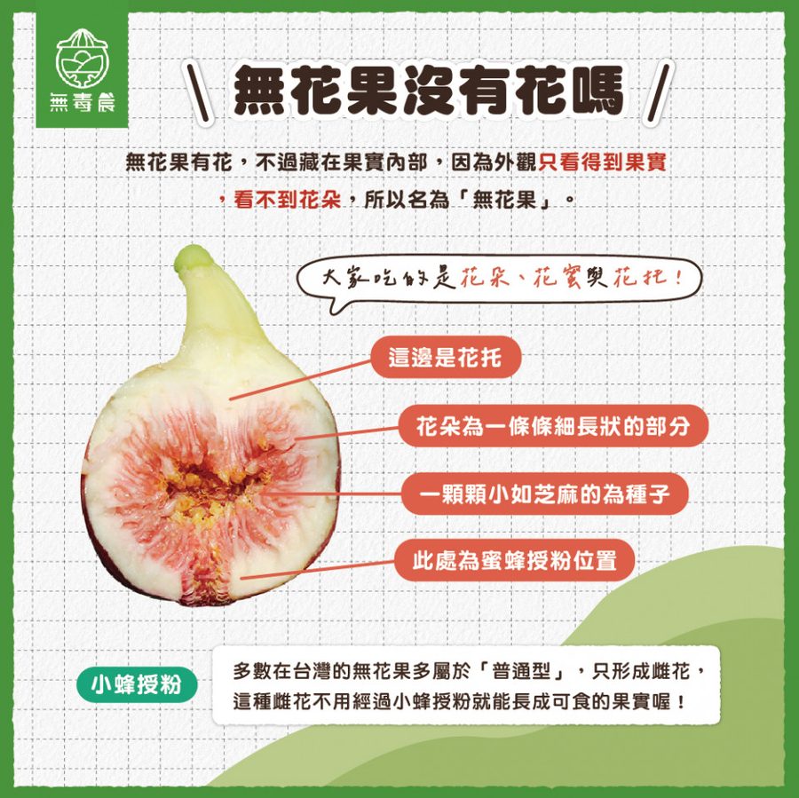 無花果沒有花