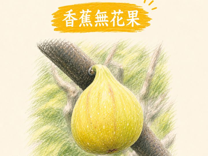 香蕉無花果