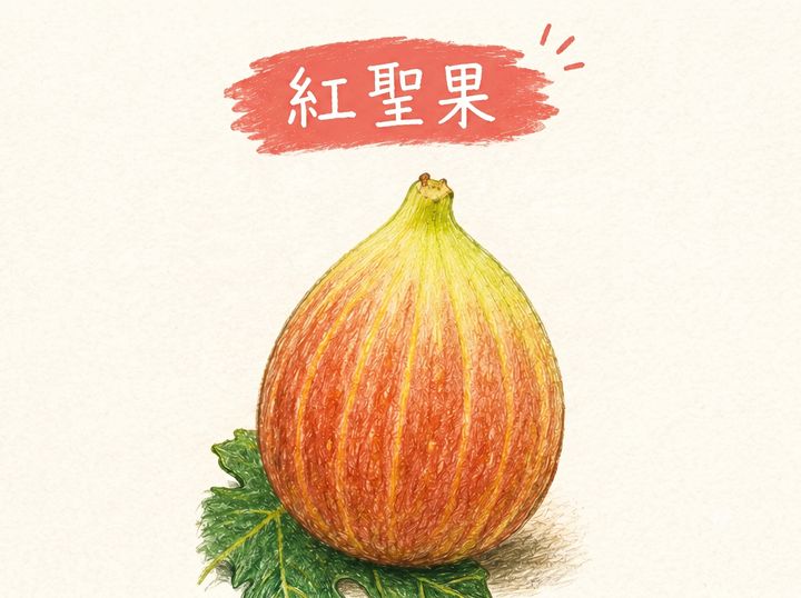 紅聖果